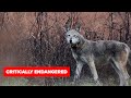 Red Wolf Resilience | North Carolina, Naturally Mp3 Song