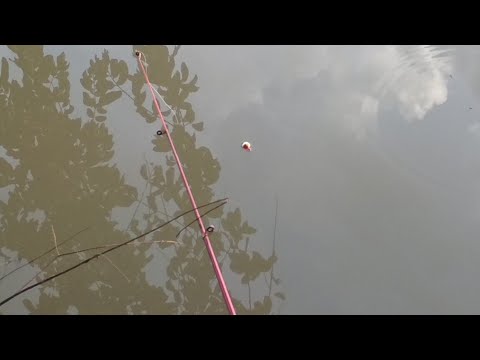 Video: Cara Memancing Ikan Untuk Anda