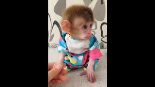 Whatever you do, you are always a very lovely pocket monkey