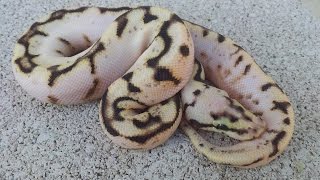 Bumblebee Calico Hatchling Ball python!