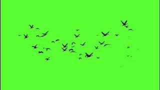 birds flying green screen HD