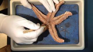 Seastar Dissection