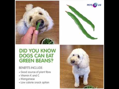 Kunnen honden sperziebonen eten?