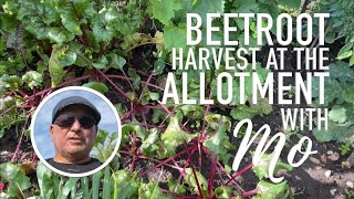 Harvesting Beetroot on Mo&#39;s Allotment