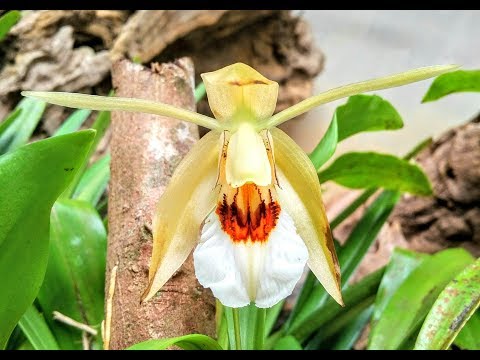 Tuyệt sắc vẻ đẹp Lan rừng Hàm Long | Orchid | Foci