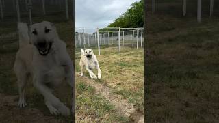 Normal Değil Anormal Köpek Anasının Kopyası Ama Deliliği Tam İki Katı Fazlası
