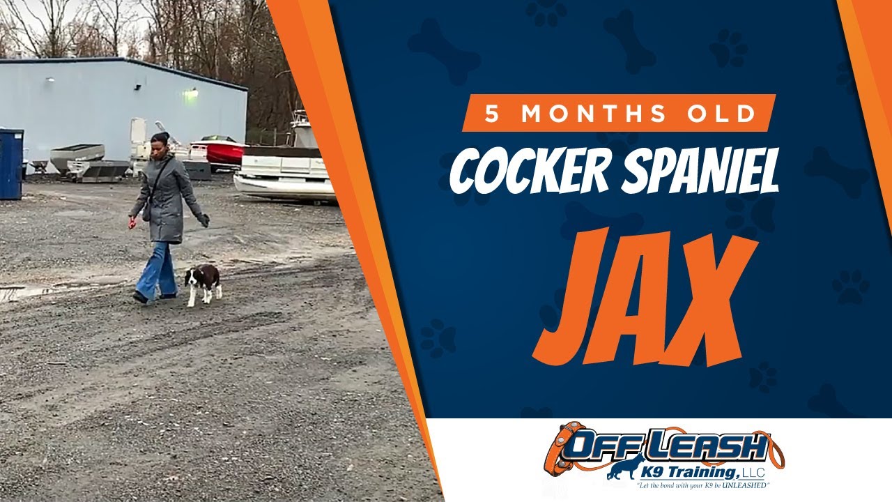 cocker spaniel off leash