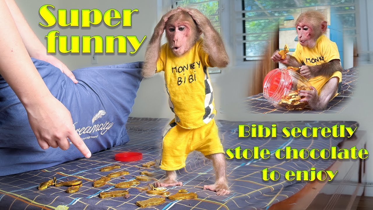 Super Funny! Bibi hides from Mom and steals chocolate to enjoy!