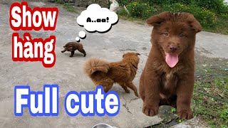 Village Dog In Viet Nam Bac Hà Tv Show Hàng Em Cún Siêu Cute Nhất Từ Trước Đến Giờ