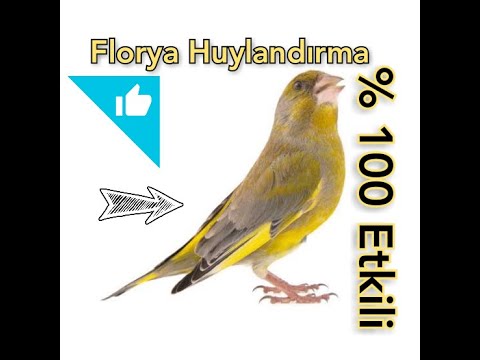 Florya Huylandırma 🎖️ %100 Etkili Kuşunuz Çıldıracak