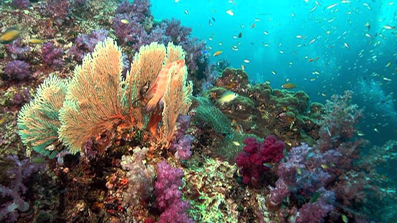 UNDER THE SEA,  STEEL DRUM BAND