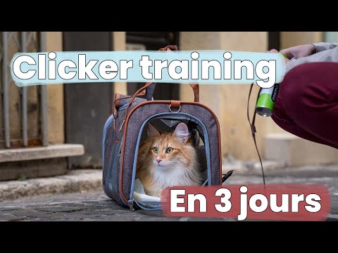 Vidéo: Apprendre à un chat à aller dans sa caisse sur commande