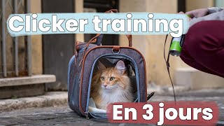 How to Teach Your Cat to Go in a Pet Carrier Without Stress | Clicker Training