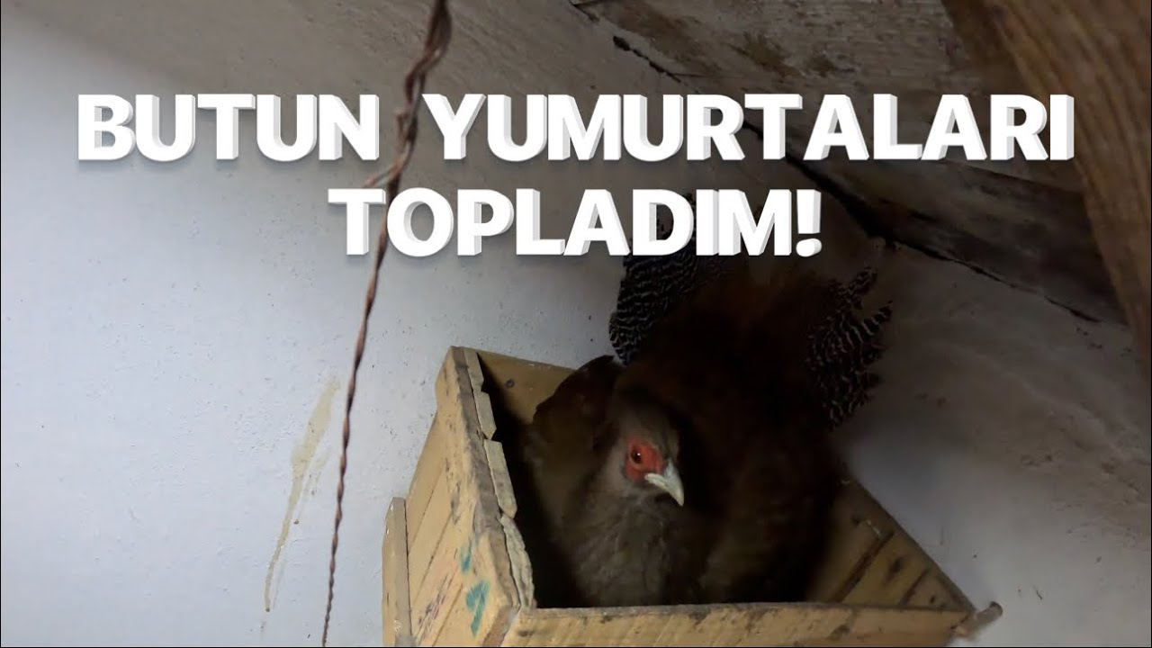 YUMURTA TOPLAMA -FOLLUKLAR FULL DOLU- KULUCKA MAKİNASİ YUKLEME