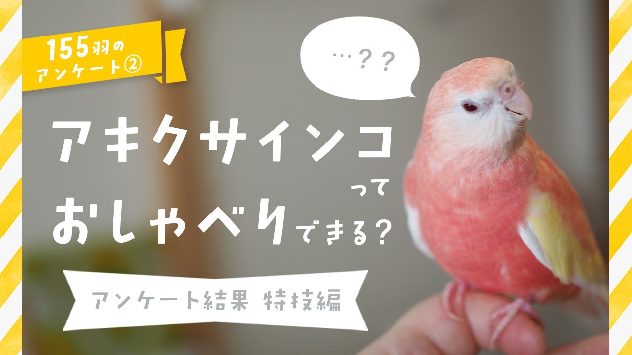 アキクサインコってどんな鳥 アキクサインコの魅力をご紹介 Youtube