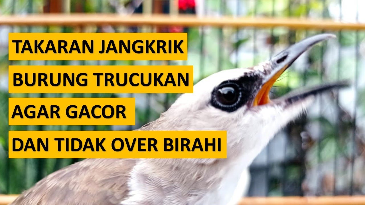 TAKARAN JANGKRIK YANG PAS UNTUK TRUCUKAN GACOR DAN BELUM GACOR