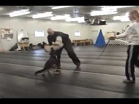 Schutzhund Protection Training GSD "Brandie" March...