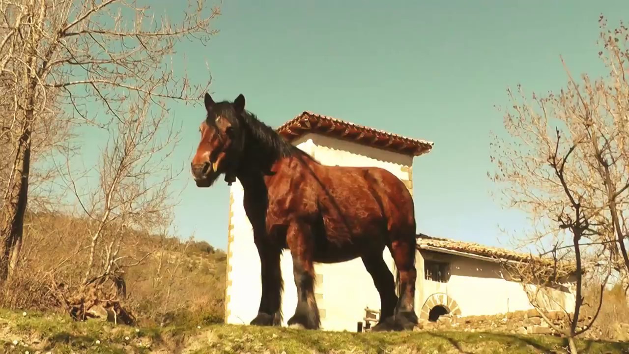 Uli Alto
