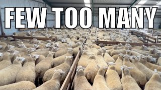 Bad Day for my Knees? Australian Sheep Farm Vlog