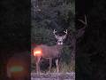 "Quick Kill on a Trophy Whitetail | Hunting Highlights"#HunterLife#AmericanHunting#OutdoorLife#HuntH