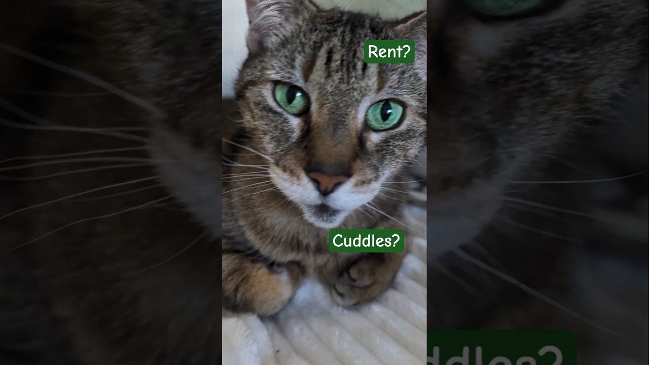 Rent pay in Cuddles & Kisses 