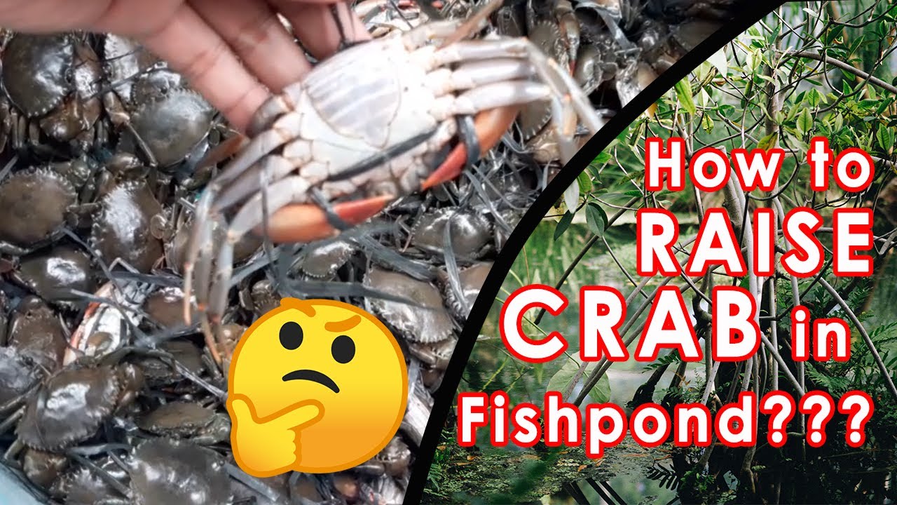 How to Raise a Crab in Fishpond Mud Crab Farming YouTube