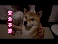 深夜の豪雨で不安な柴犬に追い討ちをかける緊急事態が…