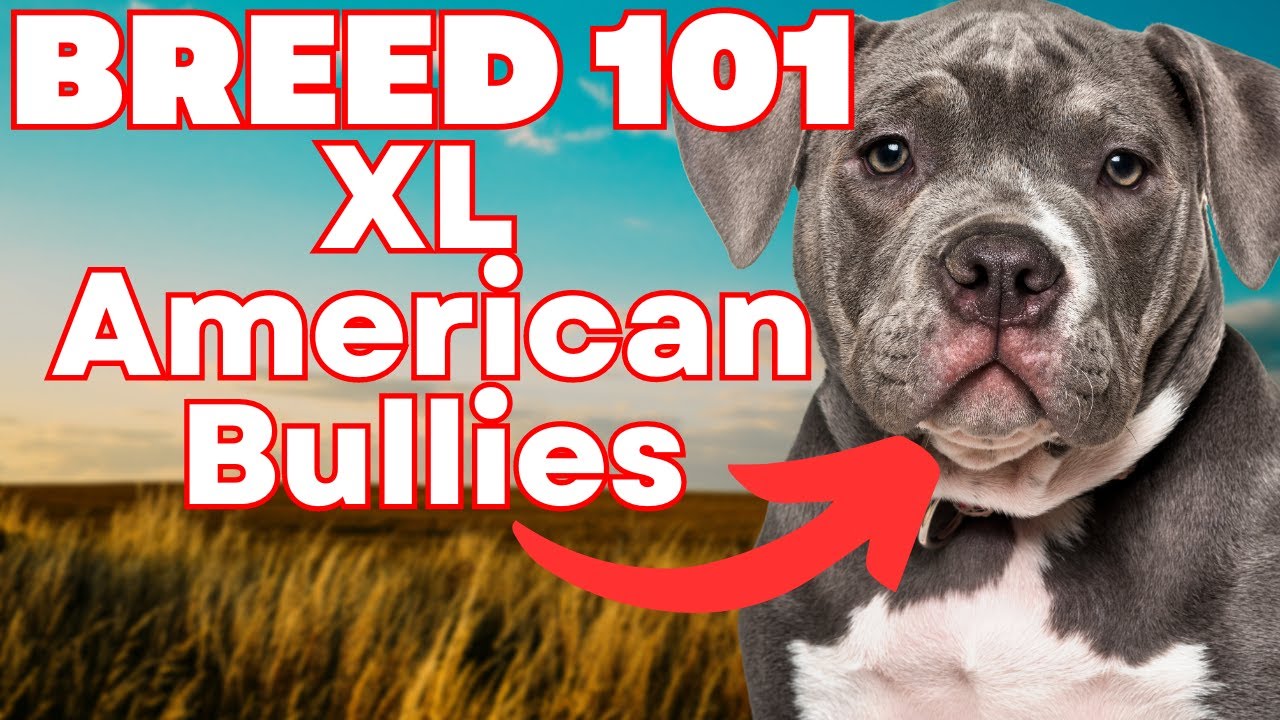 Everything you need to know about the XL Bully – Fenrir Canine Leaders