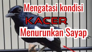 Solutions for Kacer Birds Drooping Their Wings