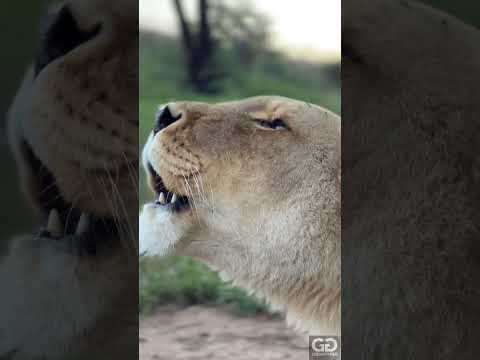 Lioness Roar Power
