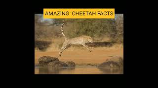 चीता के बारे में आश्चर्यजनक तथ्य Amazing Cheetah Facts 👌