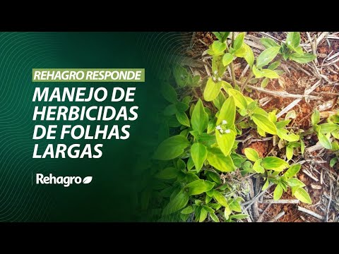 Vídeo: Brunner De Folhas Largas