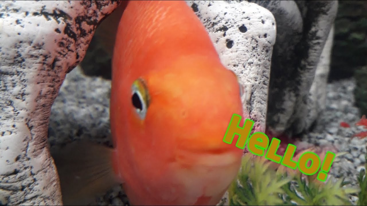 wonder video editor Bert my blood parrot (pics slideshow) ~7