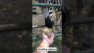 feeding zebras //