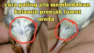 How to distinguish male and female common tailord birds