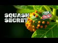 Squash Bug Solutions