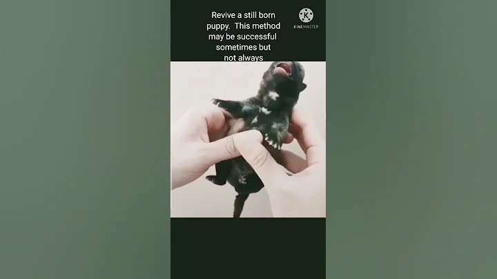 Revive a still puppy this way - though not successful always but helps in emergency.