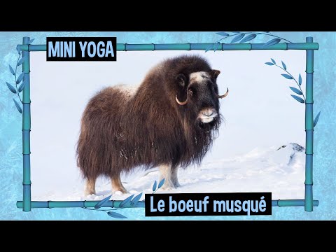 Vidéo: Le bœuf musqué a-t-il bon goût ?