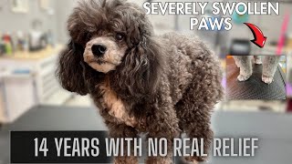 HIS PAWS ARE SO SWOLLEN | EXTREMELY SEVERE ALLERGIES!!