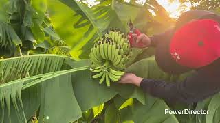 「三尺蕉」種植紀錄006～稍微整理一下，發現蕉把不多！ 2025年9月13日