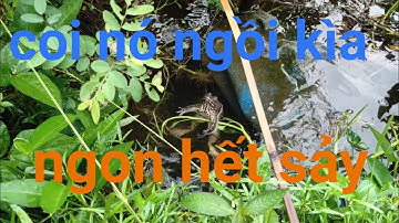 Cắm câu cá lóc, dính ếch thấy mê #Long An quê tôi