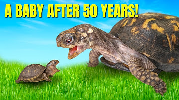 Rockalina Gets a Baby: 1977’s Kitchen Floor Turtle Fed Cat Food Finally Gets A Friend 