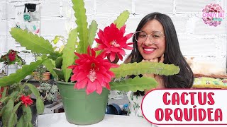 CACTUS ORQUÍDEA Una planta de sombra con flores impresionantes│Candy Bu -  thptnganamst.edu.vn