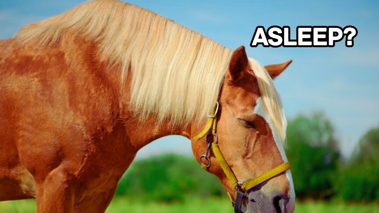 Why/how can horses sleep standing up?? YouTube