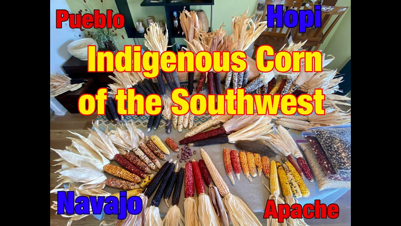 Native American Corn Varieties of the Southwest. Rare Corn Collection # ...