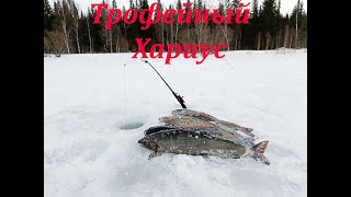 ХАРИУС! НИЧЕГО ЛИШНЕГО -ТОЛЬКО ПОКЛЕВКИ!