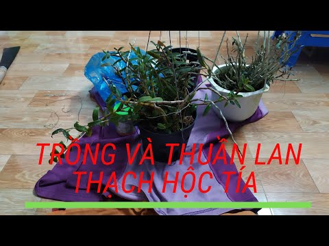 Video Cách trồng và thuần lan Thạch Hộc Tía - youtube