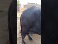 #buffalo#jooti#buff