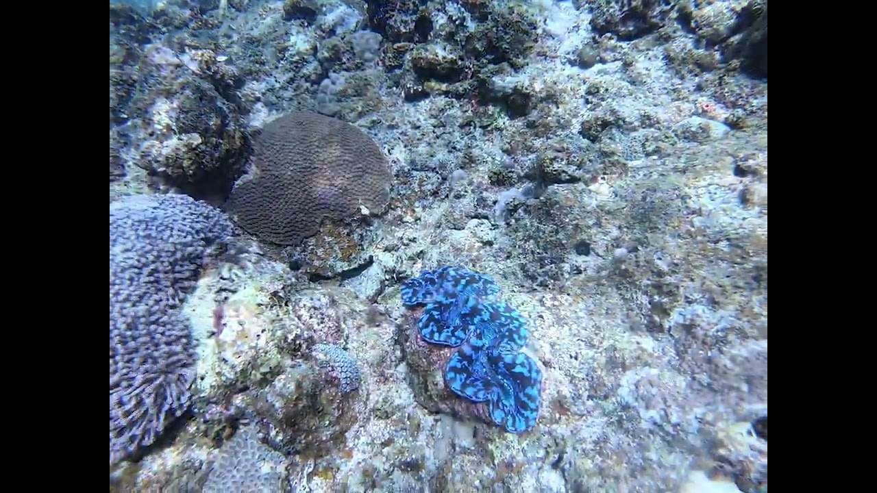 Blue Maxima Clam