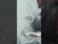Catching Many Fish On the Muddy Water By a Skilled Fisherman